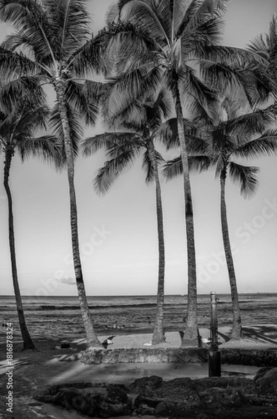 Fototapeta Palm Trees on Waikiki Beach in Black and White.