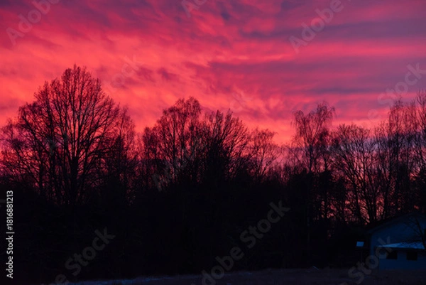 Obraz Vivid pink-red sunset sky with streaky clouds above leafless tree silhouettes, winter landscape and a small house corner.
