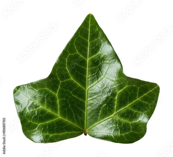 Fototapeta Exploring green ivy leaf nature isolated on transparent background