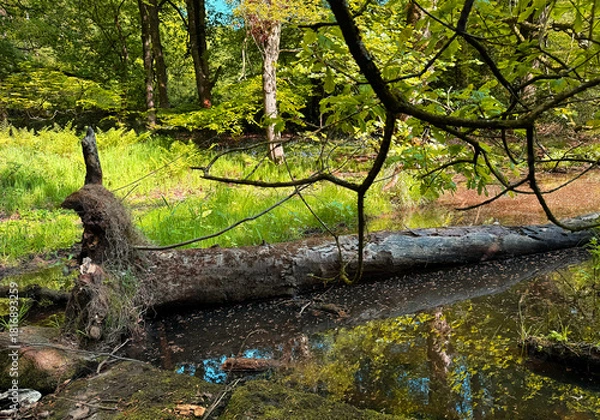 Fototapeta A serene forest clearing features a fallen tree across a small pond. Sunlight filters through lush green foliage, creating reflections on the water's surface near Cullingworth, Yorkshire, UK