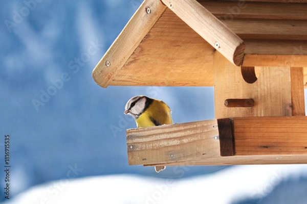 Obraz Blaumeise am Futterhäuschen