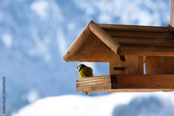 Fototapeta Blaumeise am Futterhäuschen