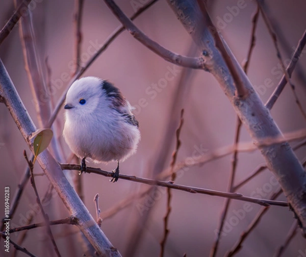 Obraz  long-tailed tit on a branch