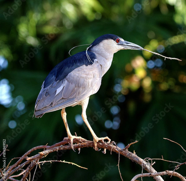 Fototapeta Black-crowned Night Heron 