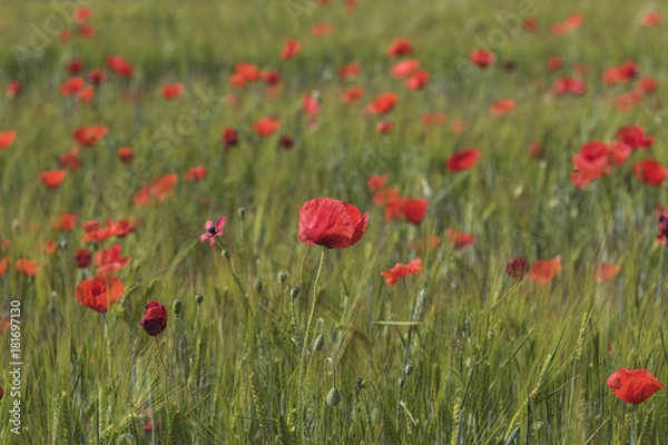 Obraz Campo de amapolas