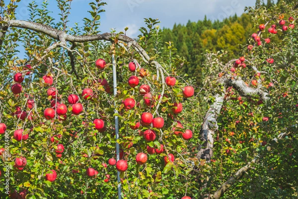 Obraz 鈴なりのフジりんご　