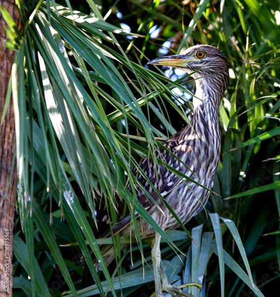 Fototapeta Juvenile Black-crowned Night Heron 