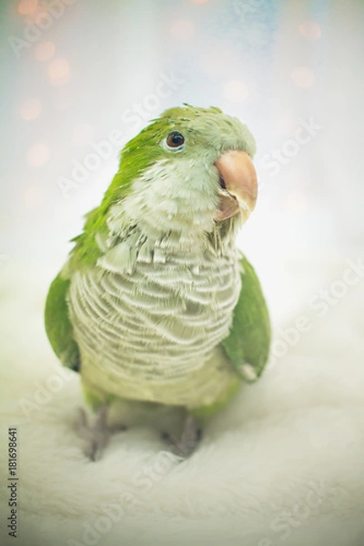Fototapeta Quaker Parrot