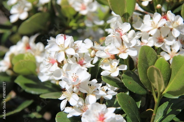 Obraz 車輪梅の花(宮城県)