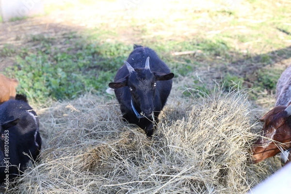 Obraz Farm Goat
