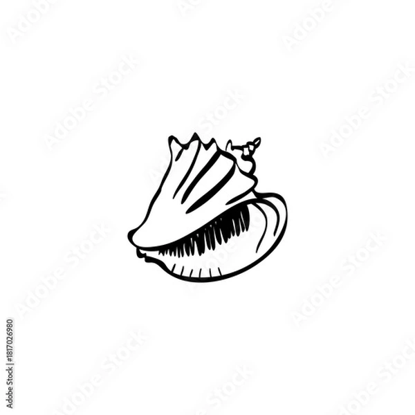 Fototapeta Seashell hand drawn vector illustration