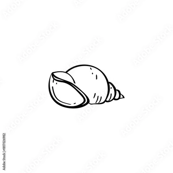 Fototapeta Seashell hand drawn vector illustration