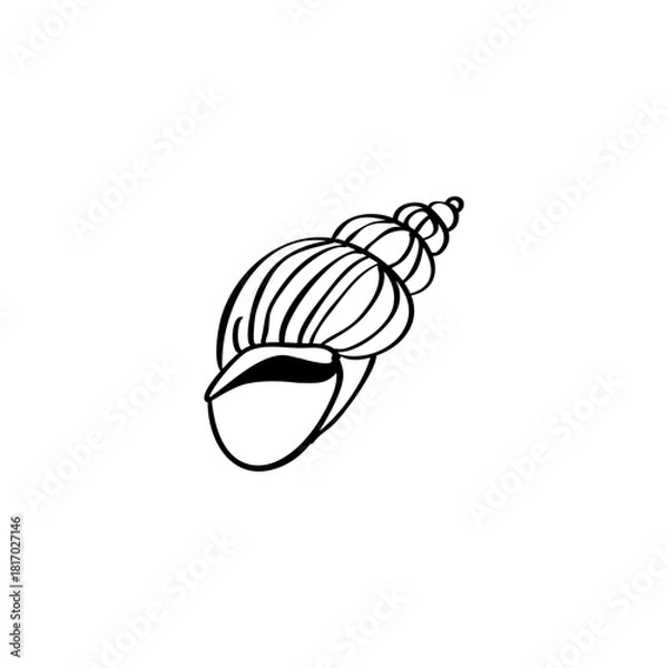Fototapeta Seashell hand drawn vector illustration