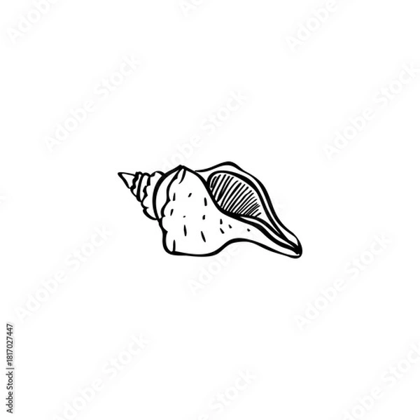 Fototapeta Seashell hand drawn vector illustrations