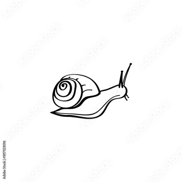 Fototapeta Snail hand drawn vector illustration
