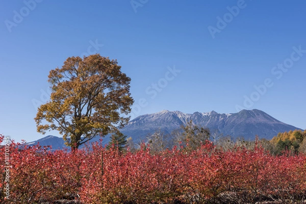 Obraz ナラの巨木と御嶽山
