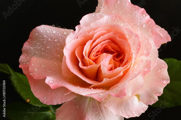 Obraz rose flower closeup