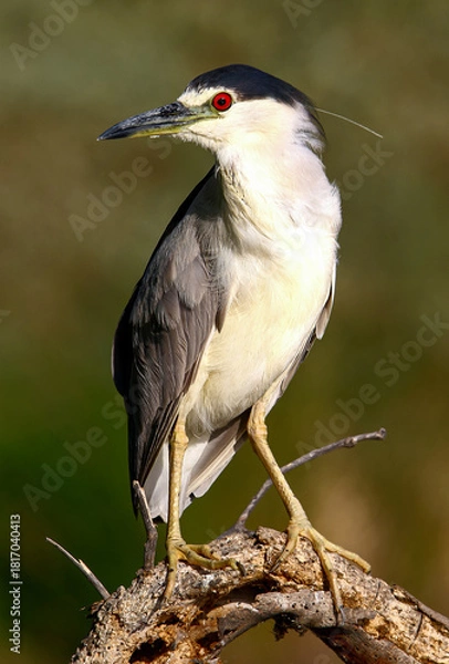 Fototapeta Black-crowned Night Heron 