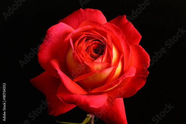 Obraz rose flower closeup