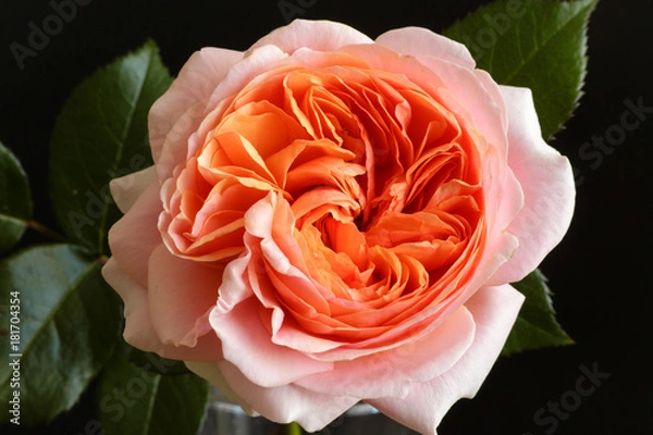 Obraz rose flower closeup