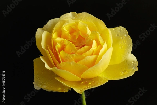 Obraz rose flower closeup