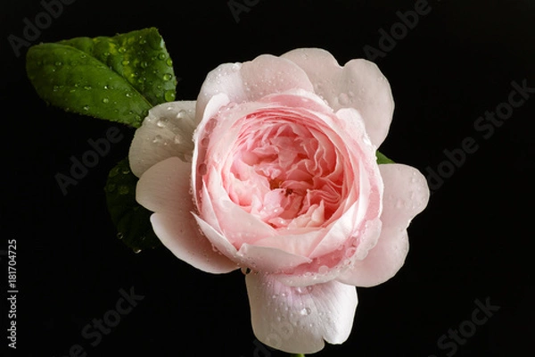 Obraz rose flower closeup