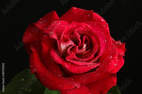 Obraz rose flower closeup