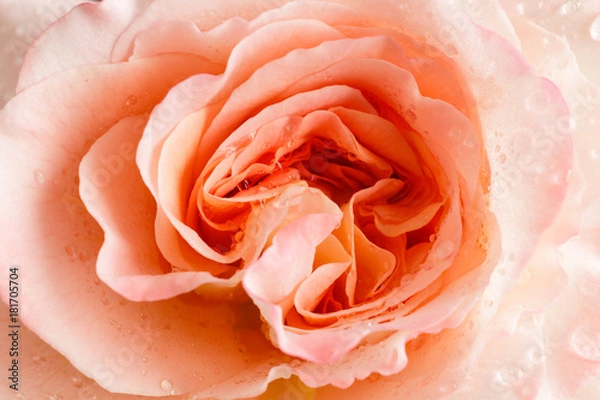 Obraz rose flower closeup