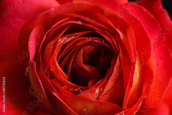 Obraz rose flower closeup