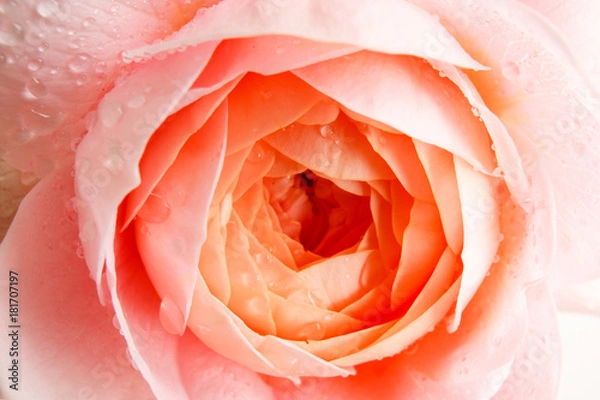 Obraz rose flower closeup
