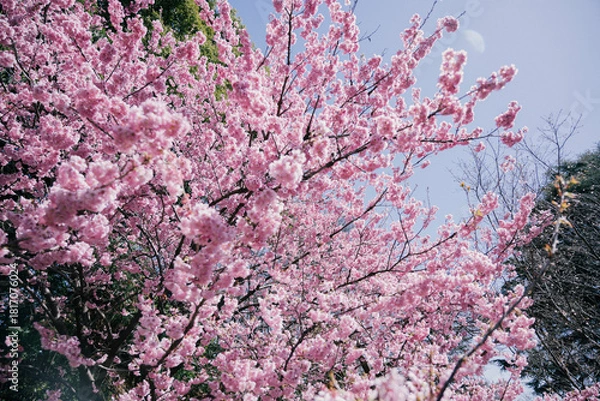 Obraz pink and white blossom