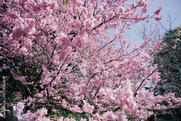 Obraz pink cherry blossom