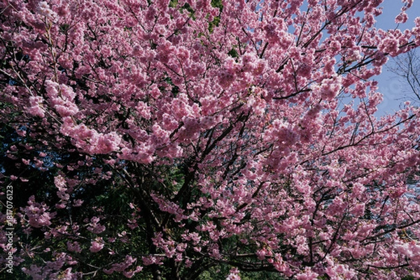Obraz pink cherry blossom