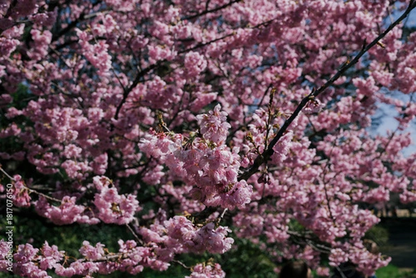 Obraz japan cherry blossom