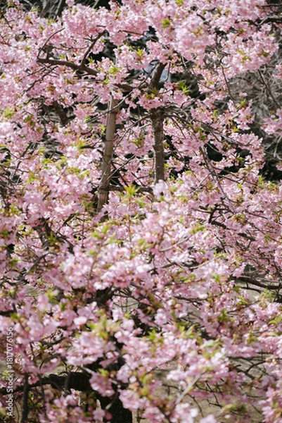 Obraz japan cherry blossom