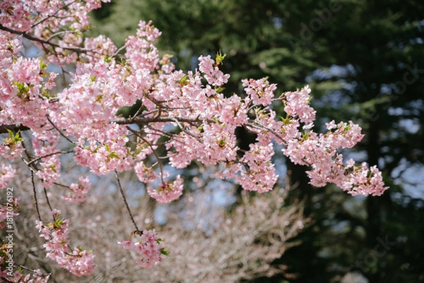 Obraz japan cherry blossom