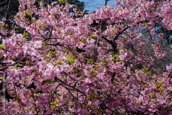 Obraz japan cherry blossom