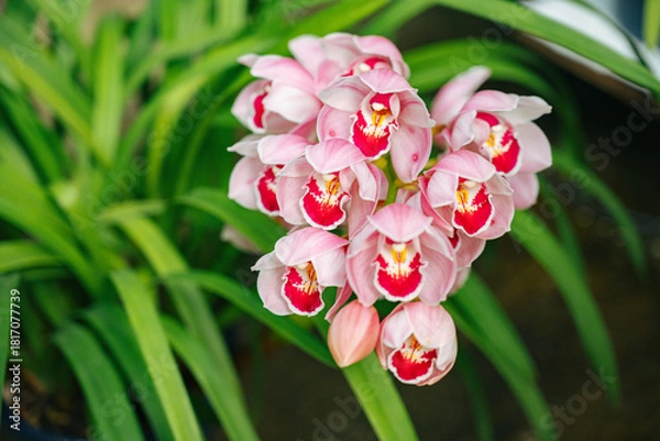 Obraz pink lily flower