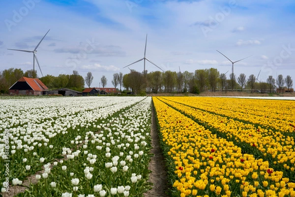 Fototapeta Bright tulip fields in blossom with wind turbines at the background   