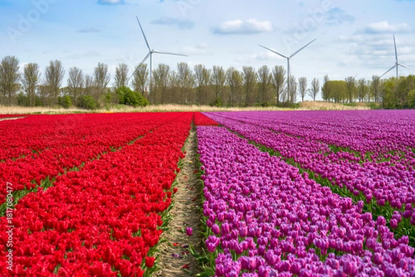 Obraz Bright tulip fields in blossom with wind turbines at the background   