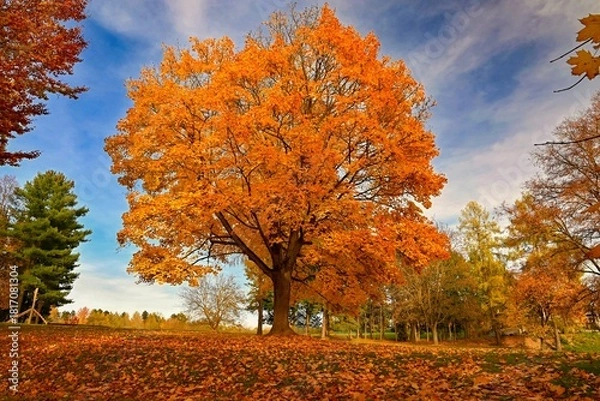 Fototapeta Autumn background with colorful trees. Nature with landscape. Seasonal concept for fall.