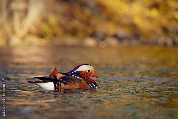 Fototapeta Beautiful mandarin ducks. Animals in the wild. Natural colorful background.