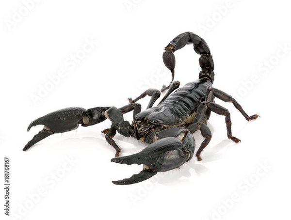 Obraz Skorpion na białym tle