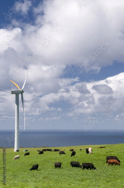 Obraz Cows grazing among wind turbines