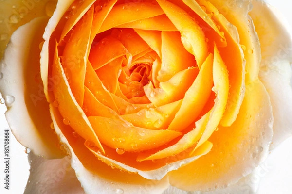 Obraz rose flower closeup