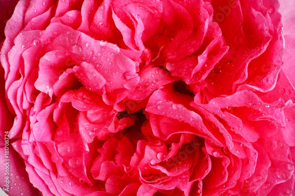 Obraz rose flower closeup