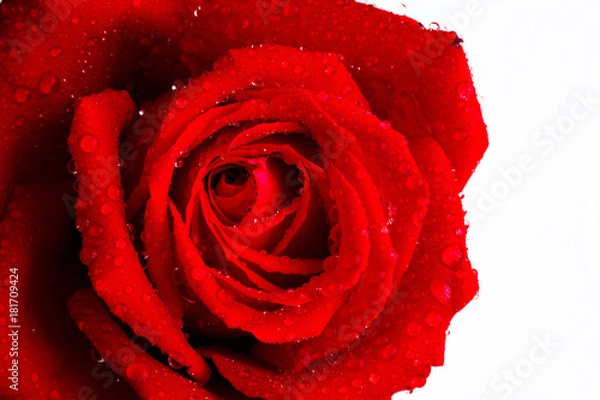 Obraz rose flower closeup