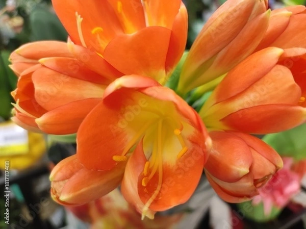 Obraz Clivia Miniata (Bush Lily) orange garden flower