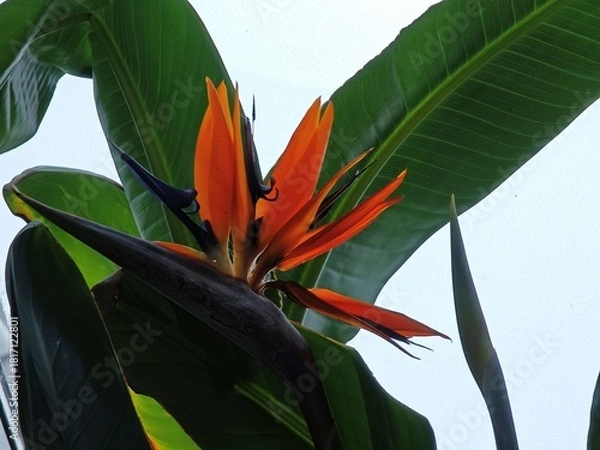 Obraz Strelitienblüte