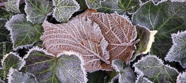 Obraz Überfrorene Blätter